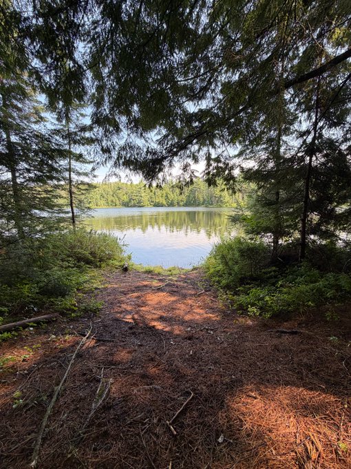 A serene lake viewed through a forest of pine trees, with a sandy clearing and pine needles in the foreground.