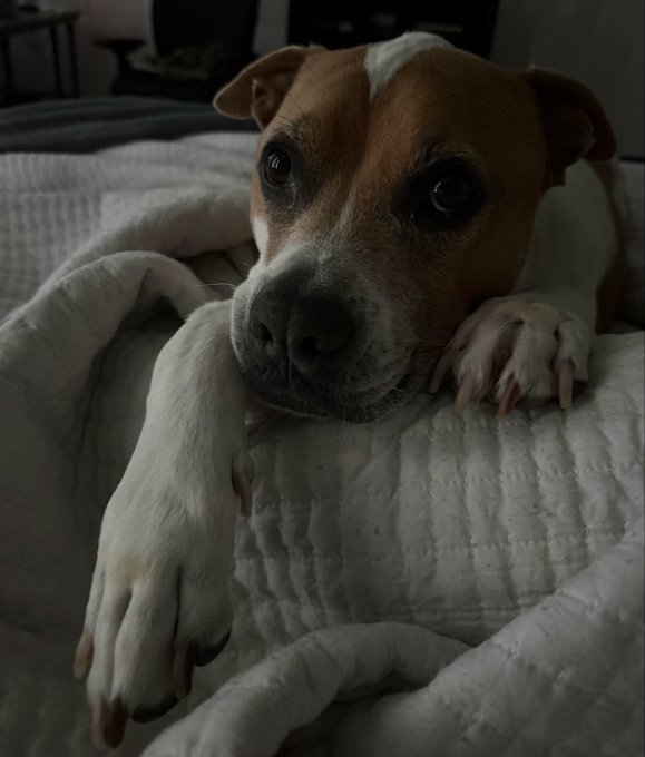 A close-up photograph of a brown and white dog resting its head on a white textured blanket, gazing directly at the camera.