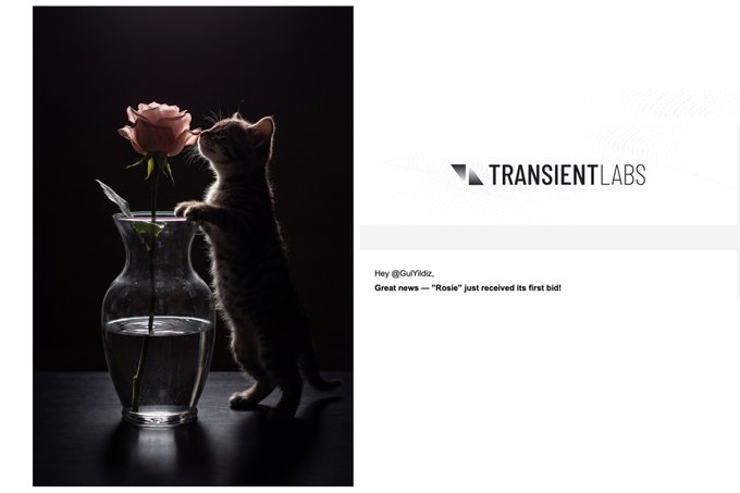 A beautifully lit photograph shows a kitten standing on its hind legs, sniffing a pink rose in a glass vase against a dark background. A tweet from @CuViIdz reads 'Great news — "Rosie" just received its first bid!' next to the TRANSIENT LABS logo.