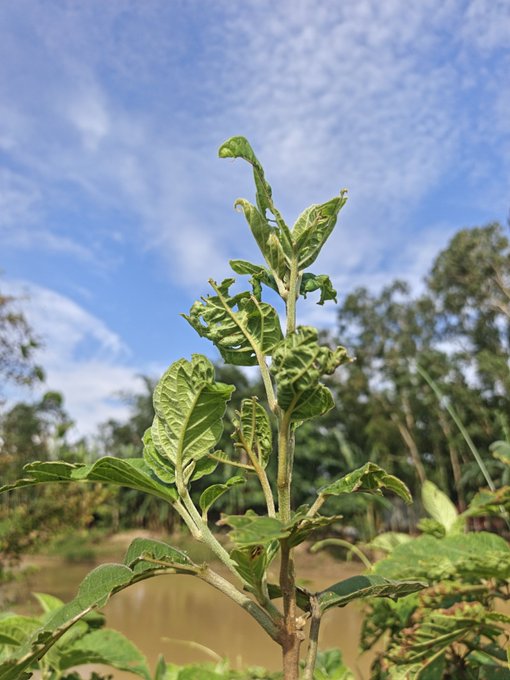A photograph of a young plant with crinkled green leaves growing outdoors against a backdrop of blue sky with scattered clouds and trees near a body of water.