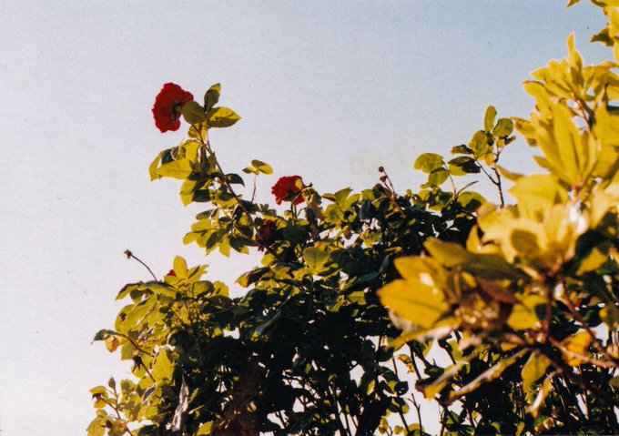 A sunlit bush with yellow-green leaves and bright red flowers stands against a clear blue sky, evoking a peaceful and optimistic morning that mirrors the cheerful, hopeful tone of "Gm! Today feels like a good day."