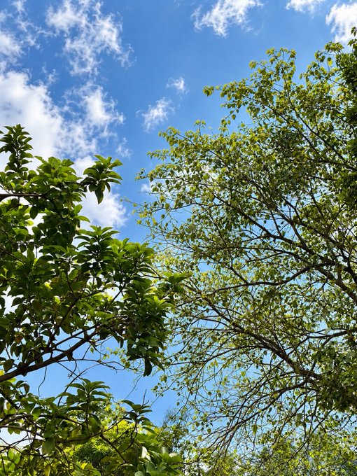Lush green tree branches and leaves frame a bright blue sky dotted with scattered white clouds.