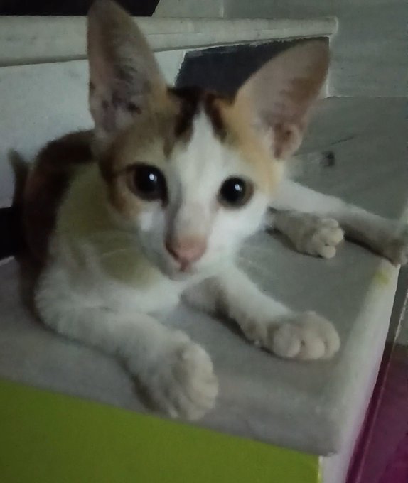A young white and orange kitten with large eyes sits on a white surface above a green floor, looking directly at the camera.