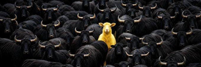 A golden lamb stands out distinctly among a dense herd of black sheep, symbolizing uniqueness and leadership within a uniform group.

The image perfectly illustrates the post's metaphor of a "leader" or "head honcho" — the single golden figure visually represents an individual who stands apart from the crowd, much like how Binance operates distinctively within the crypto landscape.