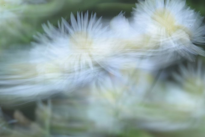 Dreamy, soft-focus photograph of white and pale yellow flowers with thin, spiky petals against a green background, creating an ethereal and blurred effect.
