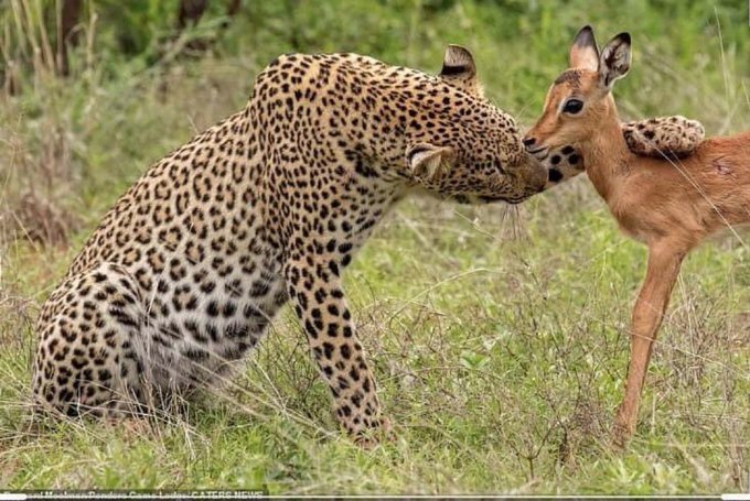 A leopard appears to be embracing or nuzzling a small impala in a tender interaction, suggesting a predator-prey encounter with an unexpected emotional tone.

The image's ironic juxtaposition of a fierce predator showing affection toward its prey humorously mirrors the post's "we're not the same" meme, highlighting the perceived disparity between modern onchain earnings and traditional hustle in Lagos.