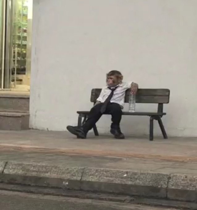 A young monkey dressed in a tiny white button-up shirt, black tie, and dress pants slumps exhausted on a wooden bench against a plain wall, holding a water bottle beside him—visually mirroring the post's message about Web3, where having capital is essential to seize opportunities; without funding, even the smartest and earliest participants are left exhausted and sidelined, watching deals pass them by while they wait for resources that never arrive.