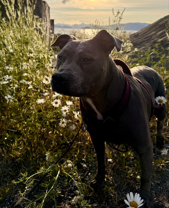 A gray pit bull wearing a red harness stands among white daisies at sunrise, with rolling hills in the background. The image perfectly embodies the post's greeting, capturing a serene morning moment with a beloved dog.