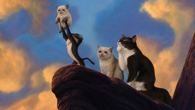 Four cats of varying colors (white, black-and-white, and orange) sit on a rocky outcrop against a dramatic sky with golden clouds, with one cat perched on a higher branch.