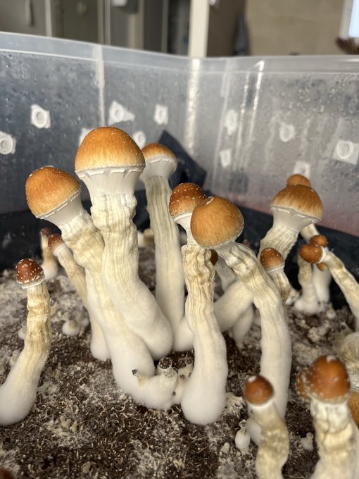 A cluster of brown-capped mushrooms with thick white stems grows from dark substrate in a plastic container.