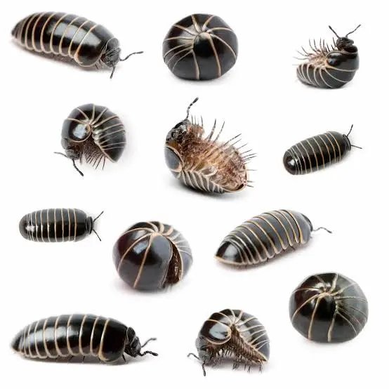 A collage showing pill bugs, known as "cochinillas de humedad," "chanchitos de tierra," or "bichos bolita" in Spanish-speaking countries. The image directly supports the post's question about the different regional names for these terrestrial crustaceans (isopods) across various Spanish-speaking nations.