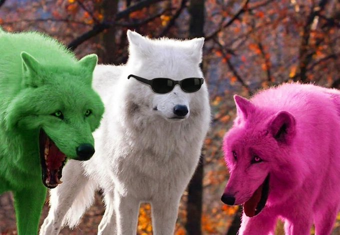 Three brightly colored wolves (green, white with sunglasses, and pink) snarl aggressively in a forest, perfectly capturing the fearful hesitation described in the post about being scared to buy a token that has already reached a $400k market cap.