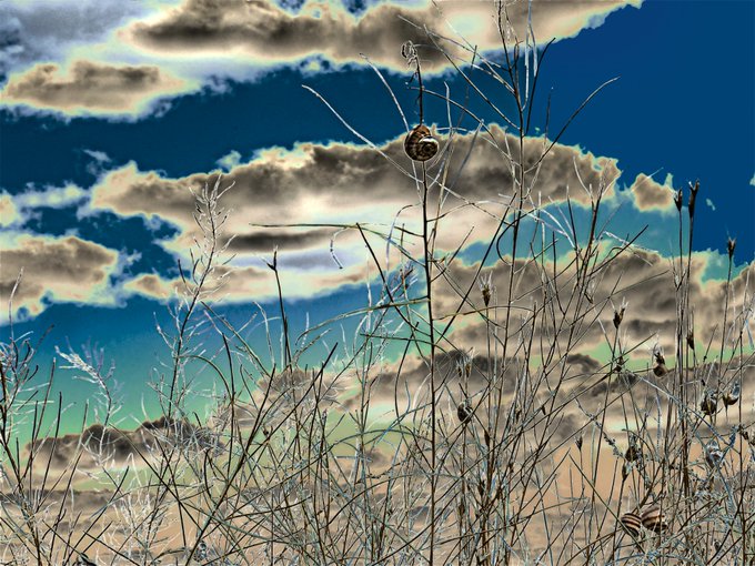 A heavily edited image of bare, thin branches or dried plants in the foreground against a highly contrasted blue sky with stylized clouds.