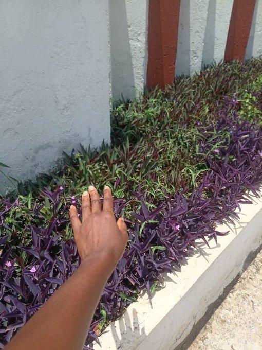 A hand reaches out to touch a patch of purple-leaved plants growing in a narrow bed between a white and red striped wall and a concrete ledge.