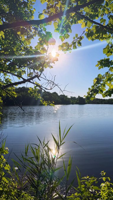 A serene lakeside view with sunlight filtering through tree branches, creating a starburst effect, while tall grass frames the foreground of the calm water reflecting the bright sky.