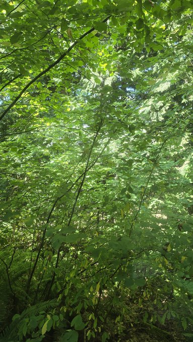 A dense canopy of vibrant green maple and deciduous leaves fills the frame, with sunlight filtering through the branches to create a dappled forest scene.

Note: The accompanying caption "Living room view" appears to be humorous or ironic—the image shows a thick woodland scene, not an interior living space, suggesting the poster is joking about having a forest as their view.