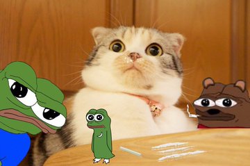 A cat with a cute expression is surrounded by three cartoon frog characters overlaid on the image, creating a humorous meme-style composition.