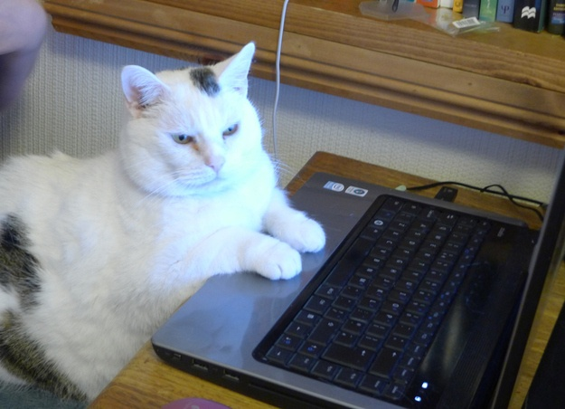 A white cat with black spots lying on a desk next to an open laptop keyboard.