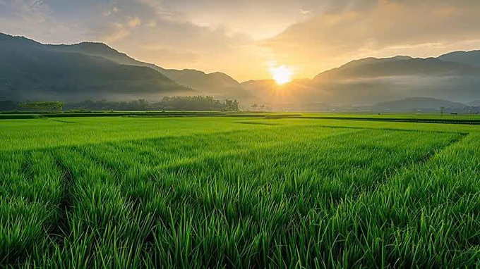 A scenic landscape photograph showing vibrant green rice fields in the foreground with mountains and a sunset sky in the background.