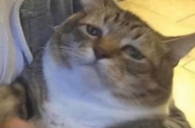 A blurry close-up of a brown tabby cat with a stern, disapproving scowl on its face. The cat's skeptical expression humorously mirrors the poster's dismay over Ethereum (ETH) crashing after they bought in at $2,500, as if the cat is judging their financial misstep.