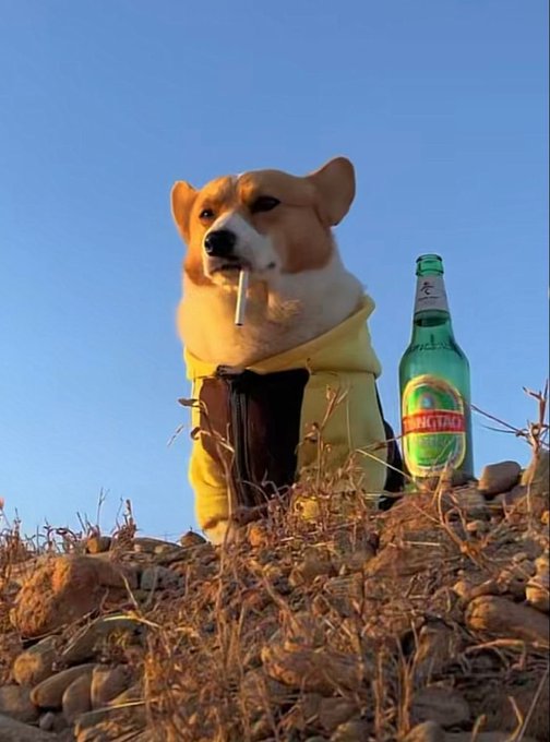 A meme photo of a Shiba Inu dog wearing a yellow hoodie, holding a cigarette in its mouth, sitting outdoors on rocky terrain next to a green Tsingtao beer bottle.