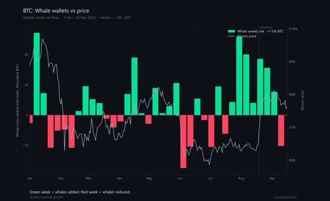 A chart titled 'BTC: Whale wallets vs price' showing weekly whale net flows of whales with >100 BTC holdings from January 1 to September 16, 2026, with green bars indicating accumulation and red bars indicating distribution, overlaid with Bitcoin price movements ranging from $60K to $100K. Source: CryptoQuant API via cryptoquant.com.