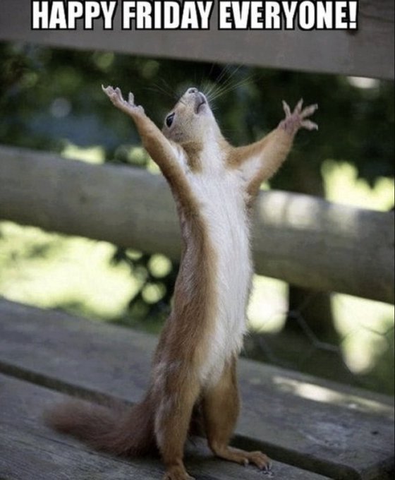 A meme featuring a red squirrel standing on its hind legs with arms raised joyfully, captioned 'HAPPY FRIDAY EVERYONE!'