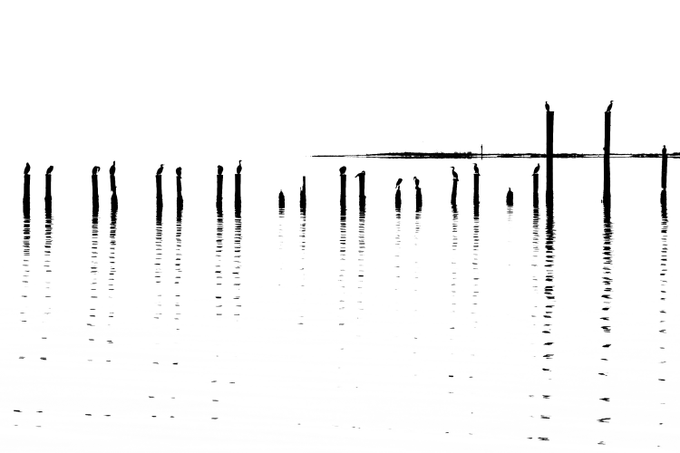A minimalist black-and-white photograph shows wooden pilings and posts emerging from still water, with their reflections creating a stark linear composition.