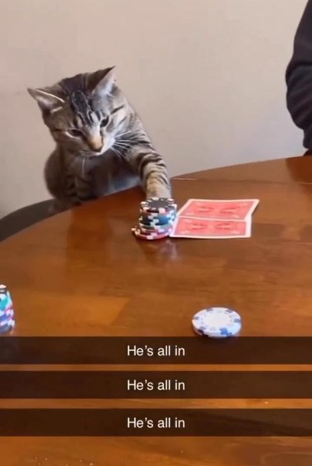 A tabby cat at a poker table pushing chips forward, with captions repeating 'He's all in' three times.
