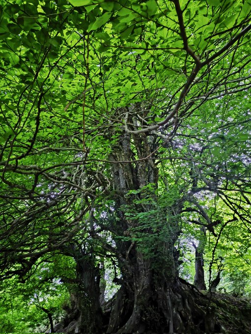 The image features a large tree with many branches, surrounded by green leaves that create a canopy over its trunk. The photo has been edited to include text at the bottom of the frame, which reads "Good morning Gm fam Fresh day fresh grind Still supporting @quipnetwork". This suggests that someone has taken this picture and added some text to it for personal reasons or to share with others on social media platforms like Instagram.

The image is a close-up view of the tree's trunk and branches, which are clearly visible in the frame. The leaves surrounding the tree add depth and texture to the scene, making it appear more vibrant and alive.