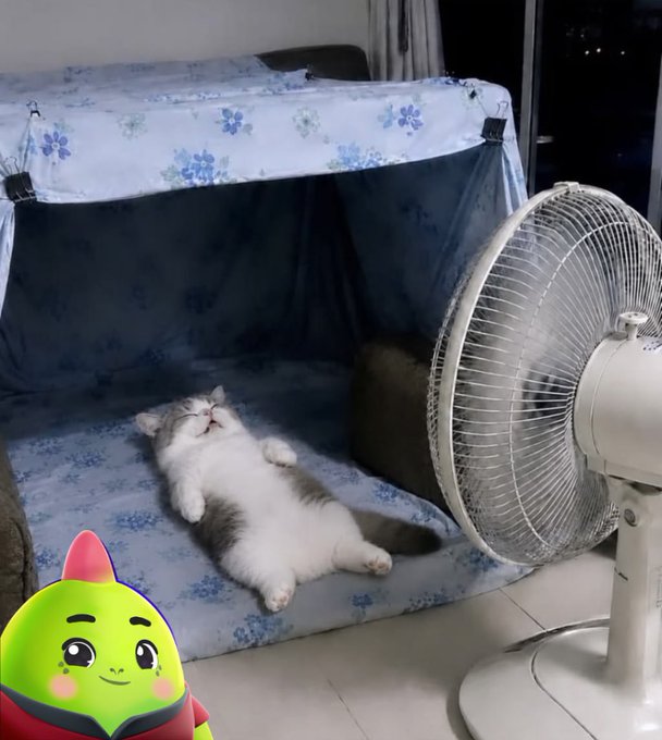 A white and gray cat lying on its back relaxed on a blue floral couch next to a large white standing fan.