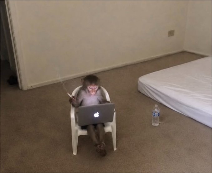 A humorous image of a monkey sitting in a small chair using a laptop while smoking a cigarette, with a water bottle on the floor beside it.