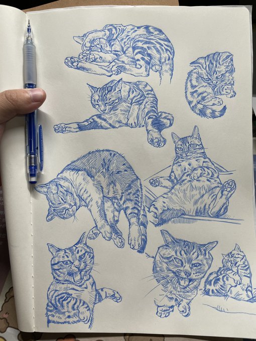A hand holds open a sketchbook displaying seven detailed blue ink pen drawings of cats in various poses (sleeping, stretching, sitting, and playing), with the artist's blue pen resting on the page. The illustrations showcase expressive feline anatomy and fur patterns rendered in a consistent monochromatic blue line-art style.