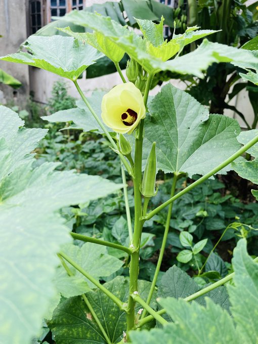 A close-up of a yellow okra flower blooming on a plant, with green leaves and developing okra pods visible among the foliage.