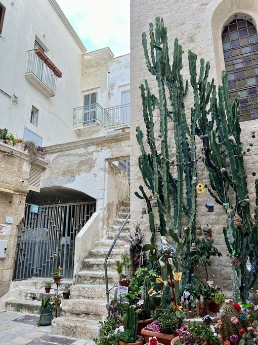 Photograph of a Mediterranean-style courtyard featuring white stone buildings, a staircase, and a large cactus surrounded by potted plants and flowers.