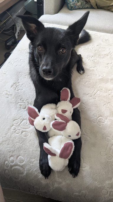 A black dog lying on a light-colored sofa, looking up while holding a cluster of small white stuffed bunny toys between its paws.