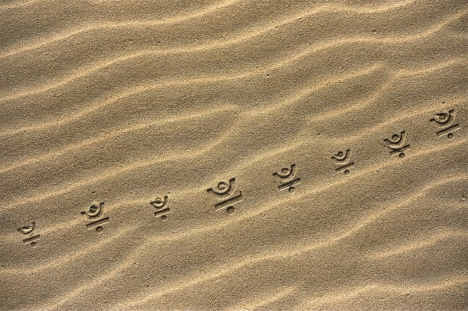 A series of small footprints trail across rippled sand dunes in a desert landscape.