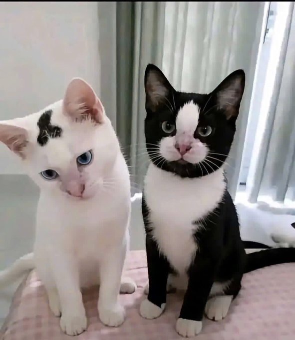 Two kittens sitting side by side on a pink surface—one white with black markings and blue eyes, the other black and white with big ears.