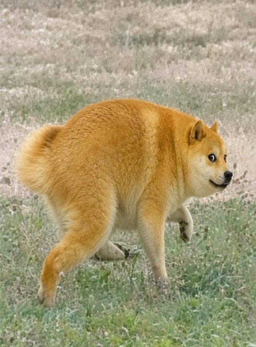 This image features a Shiba Inu, also known as the "Doge" meme. The dog's expression and posture perfectly capture the essence of the popular internet meme that shares its name.