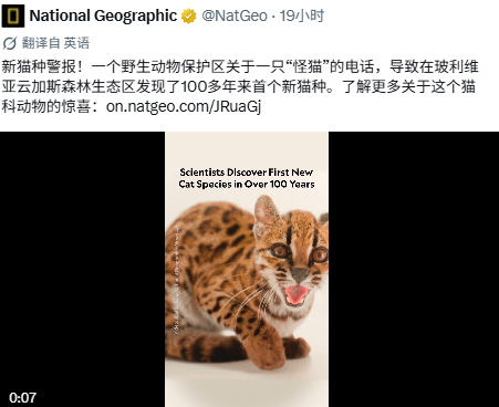 A translated National Geographic tweet announces the discovery of a new cat species in over 100 years in the Yunnan rainforest in China, featuring an image of a clouded leopard.