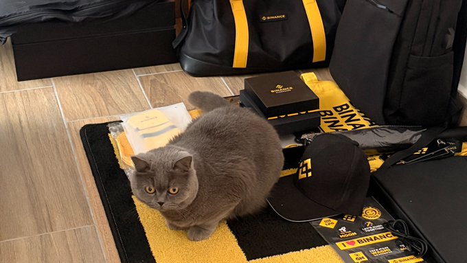 A gray British Shorthair cat sitting on a yellow Binance-branded mat, surrounded by Binance merchandise including a bag, cap, and laptop.
