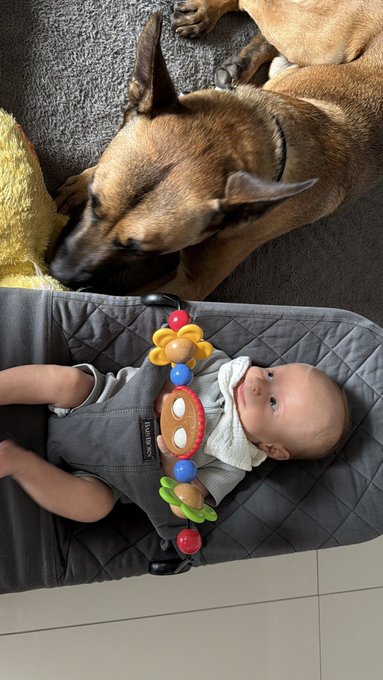A Belgian Malinois dog rests its head near a baby in a bouncer, embodying the "killer" and "Spartan in training" mentioned in the post.