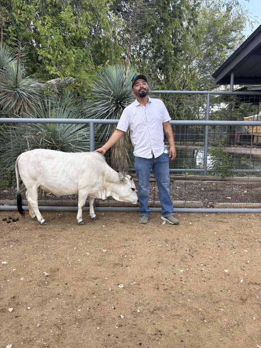 A man in a white short-sleeved shirt, jeans, and a baseball cap stands in a dirt enclosure petting a white cow near a metal fence with tropical plants in the background.