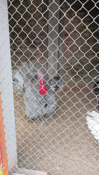 A gray and white speckled chicken with a red comb stands on wood shavings behind a chain-link fence in a coop with a brick wall in the background.