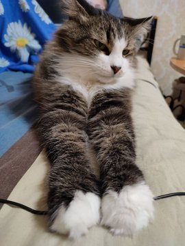 A tabby and white cat lies stretched out in a relaxed pose on a bed, looking off to the side with a calm expression.