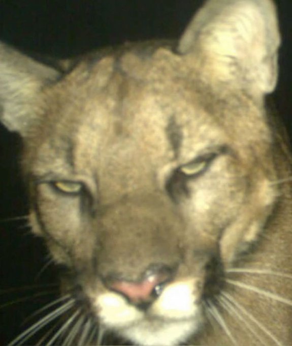 A close-up portrait of a cougar (mountain lion) with tawny fur and intense yellow eyes against a dark background.