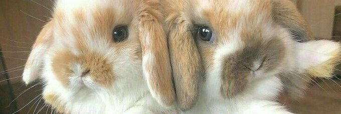 Two adorable rabbits—one cream-colored and one brown and white—are pressed closely together, with their paws covering their faces in a sweet, squished pose.