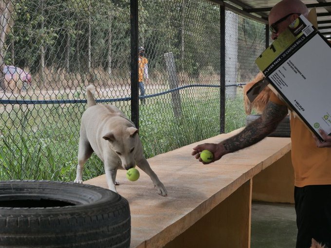 A light-colored dog plays with a tennis ball on a wooden platform while a person in an orange shirt holds a Canon Speedlite box.