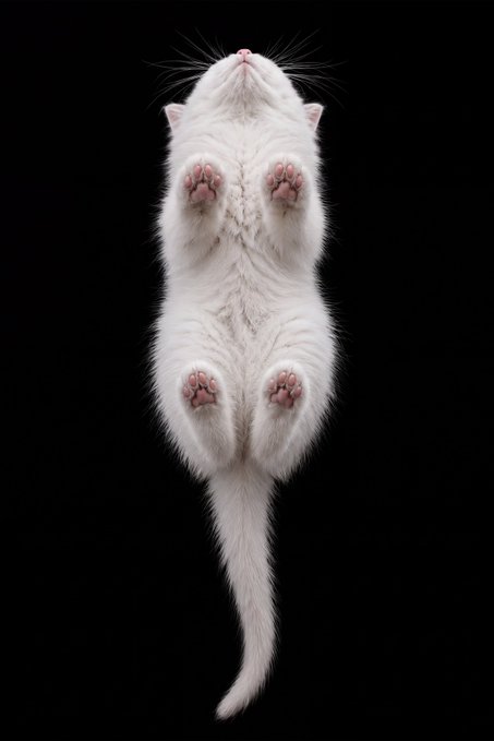 A surreal, symmetrical image of a fluffy white kitten suspended against a black background, with its paws, tail, and face arranged in a mirrored, almost yin-yang composition.