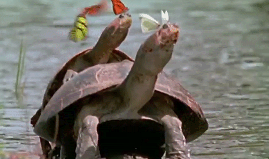 Two turtles are stacked on top of each other in water, with several butterflies perched on or flying near their heads.
